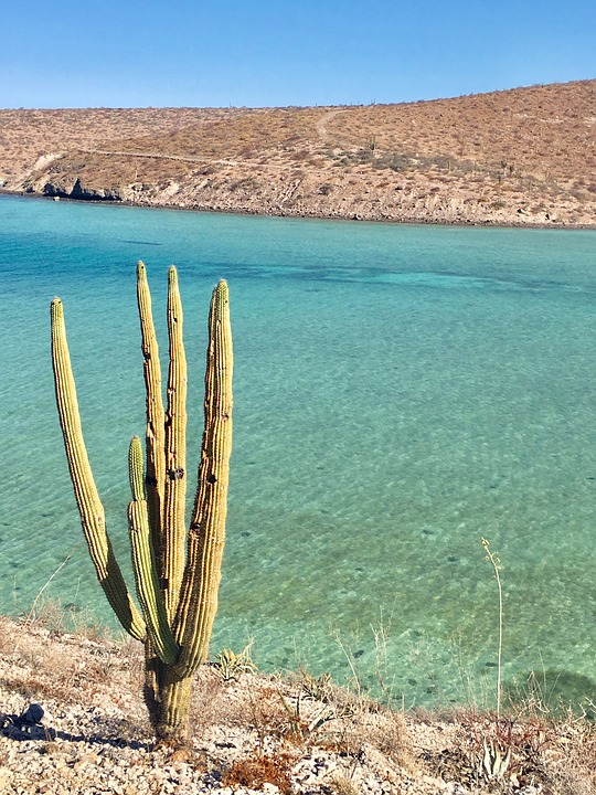 Gulf Of California Xeric Scrub | One Earth